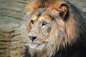 Barbary lion photo