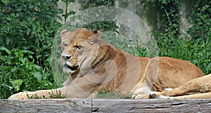 Barbary lion 4 photo