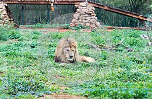 Barbary lion aka Atlas lion