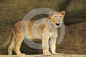 Barbary lion cub photo