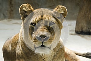 Barbary Lion -liones