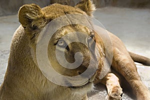 Barbary Lion -liones