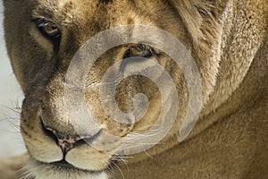 Barbary Lion - liones