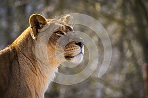 barbary lion in nature park