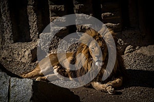 barbary lion in nature park