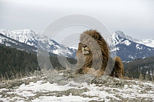 Barbary lion, Panthera leo leo