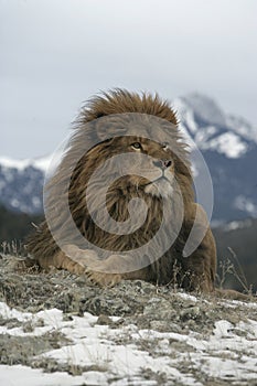 Barbary lion, Panthera leo leo