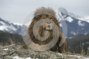 Barbary lion, Panthera leo leo