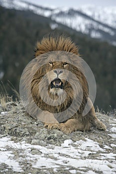 Barbary lion, Panthera leo leo