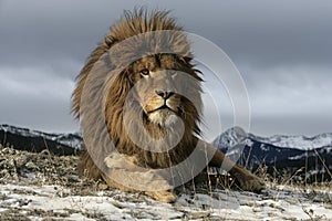 Barbary lion, Panthera leo leo