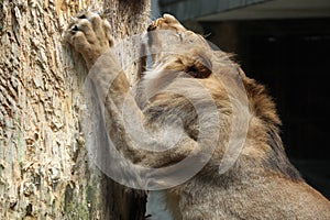 Barbary lion (Panthera leo leo).