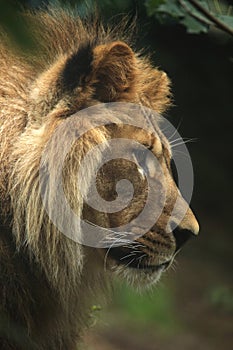 Barbary lion (Panthera leo leo).