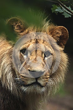 Barbary lion (Panthera leo leo), also known as the Atlas lion.