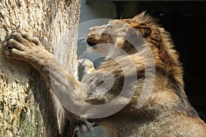 Barbary lion (Panthera leo leo), also known as the Atlas lion.
