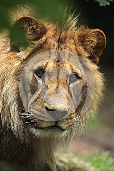 Barbary lion (Panthera leo leo), also known as the Atlas lion.