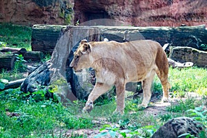 The Barbary lion is a Panthera leo leo population in North Africa