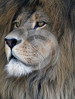 Barbary lion, Panthera leo leo at ZOO Bojnice, Slovakia