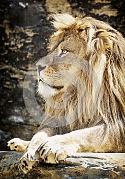 Barbary lion portrait (Panthera leo leo), animal scene