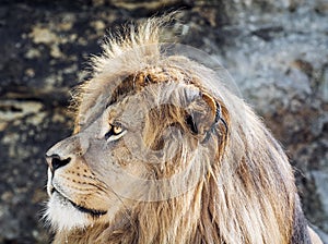 Barbary lion portrait (Panthera leo leo), critically endangered
