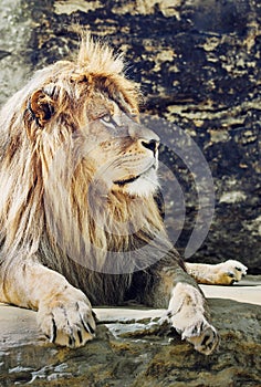 Barbary lion portrait (Panthera leo leo), critically endangered