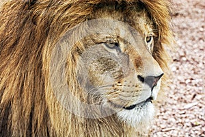Barbary lion portrait - Panthera leo leo, critically endangered