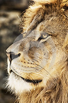 Barbary lion portrait (Panthera leo leo), endangered animal spec