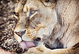 Barbary lioness portrait (Panthera leo leo)