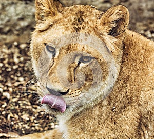 Barbary lioness portrait - Panthera leo leo, animal portrait