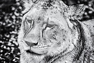 Barbary lioness portrait - Panthera leo leo, colorless