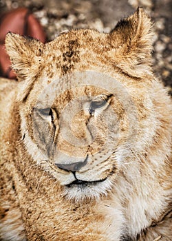 Barbary lioness portrait - Panthera leo leo, critically endanger