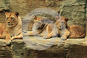 Barbary lions photo