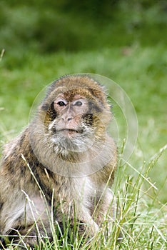 Barbary Macaque