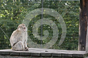 Barbary Macaque