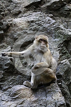 Barbary macaque