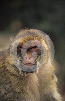 Barbary Macaque photo