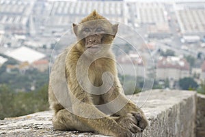 Barbary Macaque