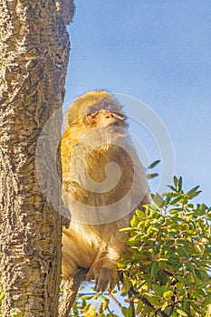 Barbary macaque