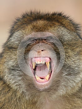 Barbary macaque
