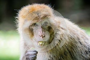 Barbary Macaque, also known as a Barbary Ape