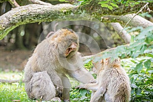 Barbary Macaque, also known as a Barbary Ape