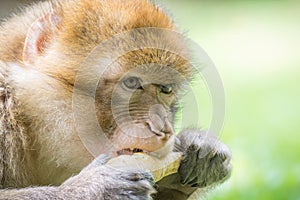 Barbary Macaque, also known as a Barbary Ape