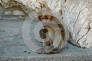 Barbary Macaque or Ape, Gibraltar