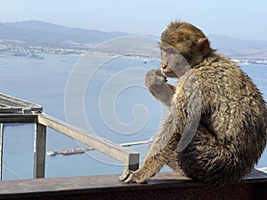 Barbary Macaque ape in Gibraltar