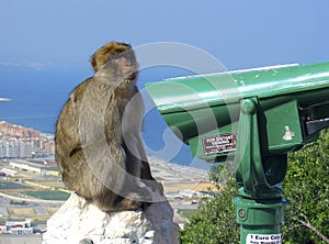 Barbary macaque (ape of Gibraltar) photo