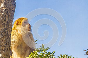 Barbary macaque photo