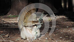 Barbary macaque ape monkey , Ifrane national park, Morocco.