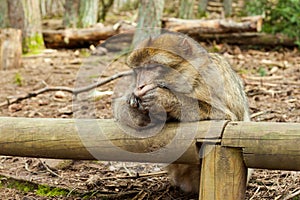 Barbary macaque ape, naturel life in reserve, The Mountain of the Monkeys in Alsace