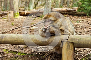 Barbary macaque ape, naturel life in reserve, The Mountain of the Monkeys in Alsace