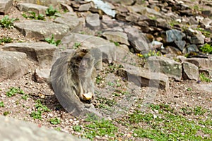 Barbary macaque ape, naturel life in reserve, The Mountain of the Monkeys in Alsace