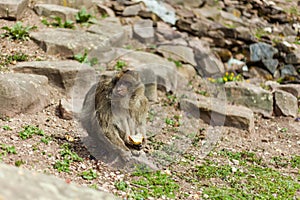 Barbary macaque ape, naturel life in reserve, The Mountain of the Monkeys in Alsace